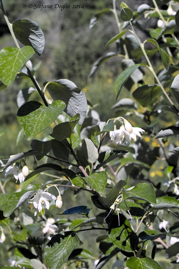 Styrax officinalis / Storace